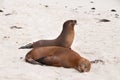 Two resting Galapagos Sea-Lions Royalty Free Stock Photo