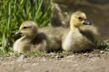 Two resting goslings.