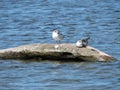 Two resting seagull birds, Lithuania Royalty Free Stock Photo