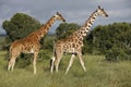 Reticulated giraffes with unusual patterns, Kenya Royalty Free Stock Photo