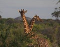 Two reticulated giraffes standing together in the dramatic sunlight of wild Meru National Park, Kenya Royalty Free Stock Photo