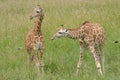Two Reticulated Giraffes Royalty Free Stock Photo