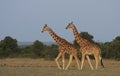 Two reticulated giraffes walking together in the wild plains, Kenya