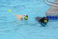 Two retriever dogs swimming in swimming pool Royalty Free Stock Photo