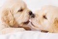 Two retriever puppies Royalty Free Stock Photo