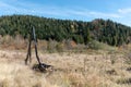 Two retro double-barreled shotgun on the glade in the forest. Hunting Gear Royalty Free Stock Photo