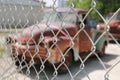 Two retro, rusted pick-up trucks behind chain link fence