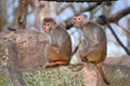 Two rhesus macaques on a rock