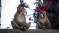 Two rhesus macaques & x28;Macaca mulatta& x29; resting on the fence with flowers in the background