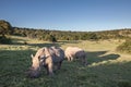 Two Rhino eating grass