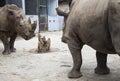 Two rhino join a fight for food at a zoo