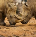 Two Rhino Locking Horns Royalty Free Stock Photo