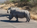 Two Rhino`s on road in Kruger