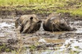 Rhino in mud in South Africa Royalty Free Stock Photo