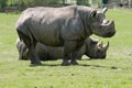 Two Rhinoceros Royalty Free Stock Photo