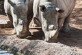 Two Rhinoceros Royalty Free Stock Photo