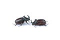 Two rhinoceros beetles closeup Royalty Free Stock Photo