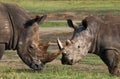 Two rhinoceros fighting with each other. Kenya. National Park. Africa.