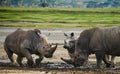 Two rhinoceros fighting with each other. Kenya. National Park. Africa.