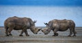 Two rhinoceros fighting with each other. Kenya. National Park. Africa.