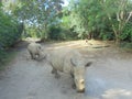 Two Rhinoceros Royalty Free Stock Photo