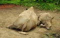 Two Rhinoceros relaxing on the floor Royalty Free Stock Photo