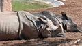 Two rhinoceros sleeping in a zoo Royalty Free Stock Photo
