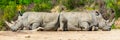 Two rhinoceros slept Royalty Free Stock Photo