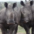 Two rhinoceros walk side by side Royalty Free Stock Photo