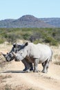 Two rhinoceroses blocking the road on a safari