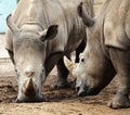 Two rhinoceroses in confrontation. Royalty Free Stock Photo