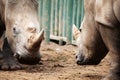 Two rhinoceroses in confrontation.