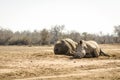 Two rhinoceroses in Hlane Royal National Park in eSwatini in Southern Africa