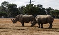 Two rhinoceroses Royalty Free Stock Photo