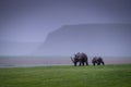 Rhinoceroses walking in a valley