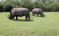 Two rhinoceros Royalty Free Stock Photo