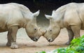 Two rhinos