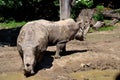 Two rhinos Royalty Free Stock Photo