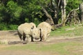 Two Rhinos communing in the sun Royalty Free Stock Photo