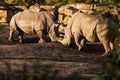 Two rhinos fighting in dust at sundown Royalty Free Stock Photo