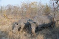 Two rhinos grazing