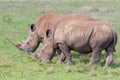 Two rhinos grazing in the Tala Private Game Reserve in South Africa