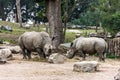 Rhinos grazing in the zoo Royalty Free Stock Photo