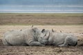 Two rhinos are sleeping on a lake in Africa. Kenya Royalty Free Stock Photo