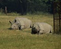 Two rhinos lazing around