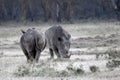 Two rhinos, one forward, one backwards are grassing in lake nakuru area.