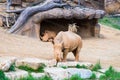 Two Rhinos, one relaxing while the other searches