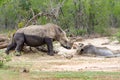 Two rhinos sharing a mud-bath in the Hluhluwe/Imfolozi Game Reserve in KwaZulu-Natal, South Africa. Royalty Free Stock Photo