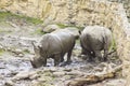Two Rhinos in the Zoo Royalty Free Stock Photo