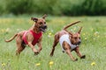 Two rhodesian ridgeback dogs running full speed at lure coursing Royalty Free Stock Photo